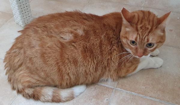 CICCIO e LUNA, maltrattati, cercano serenità Foto 6